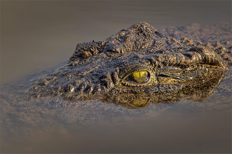 Crock eyes, Belinda Ueckermann