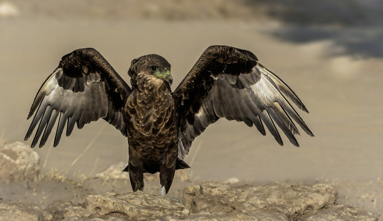 juvenile bataleur just landed, Jeanette Smith