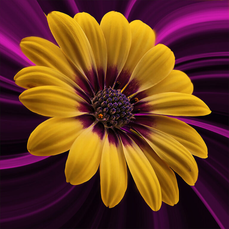 yellow daisy, Anita Bester