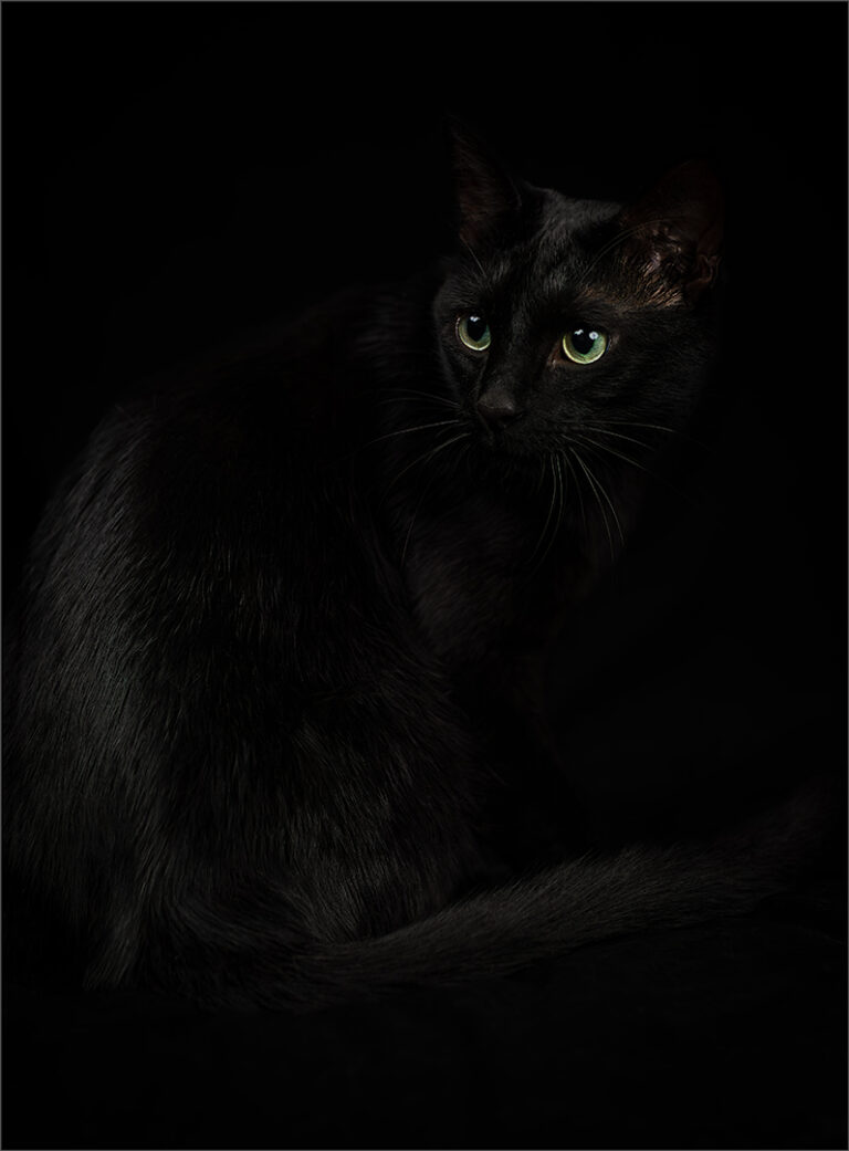 Purrrfect, Fraser Bryce