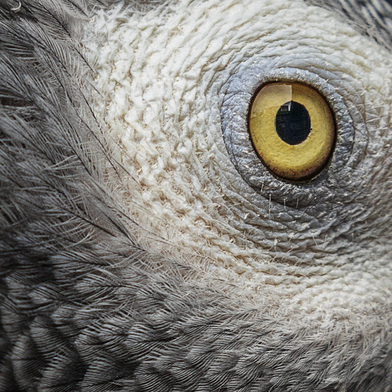 The Eye, Annaline Werth
