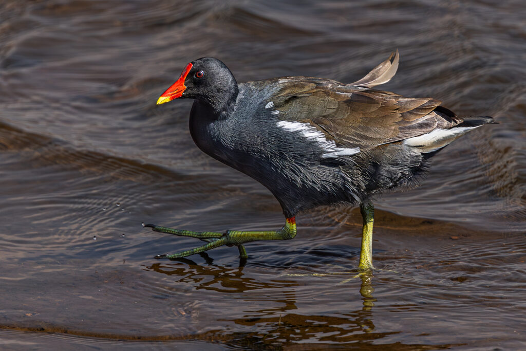 Common Moorhen
