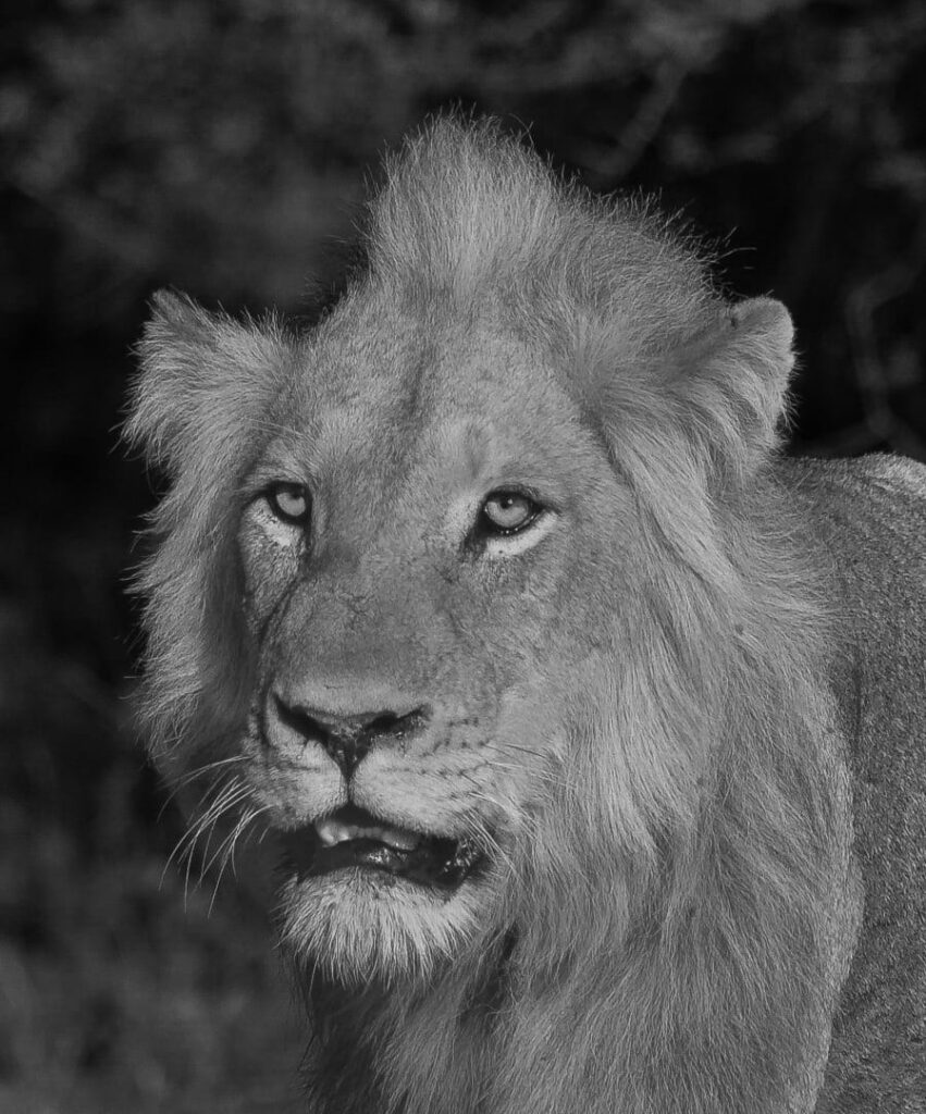 King in Waiting