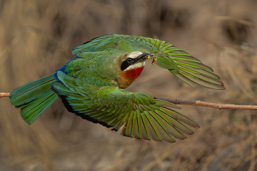 White-fronted bee-eater
