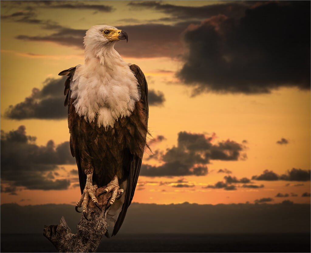 African Fish Eagle at Sunset