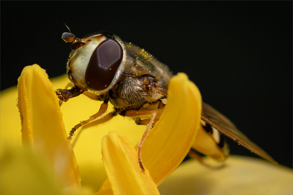 Syrphid Fly, Belinda Ueckermann