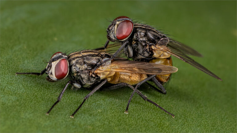 A Fly Affair, Belinda Ueckermann