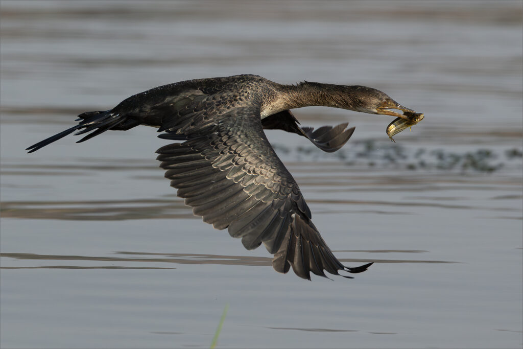 Cormorant with fish