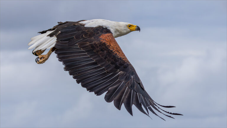 African Fish Eagle in Flight, Belinda Ueckermann