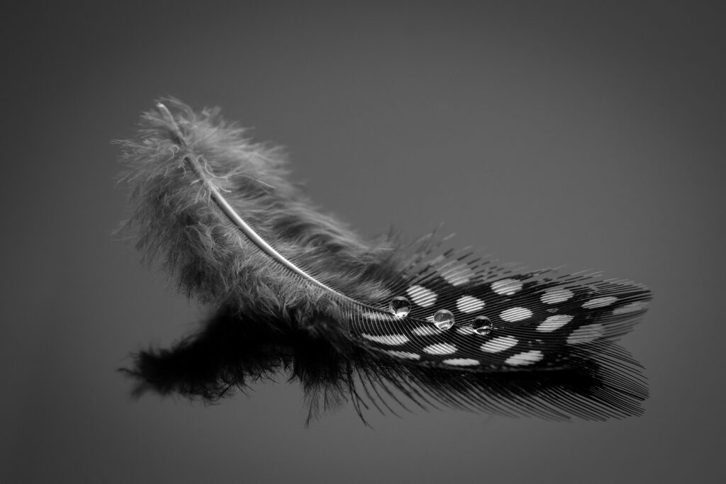 Guineafowl Feather bw