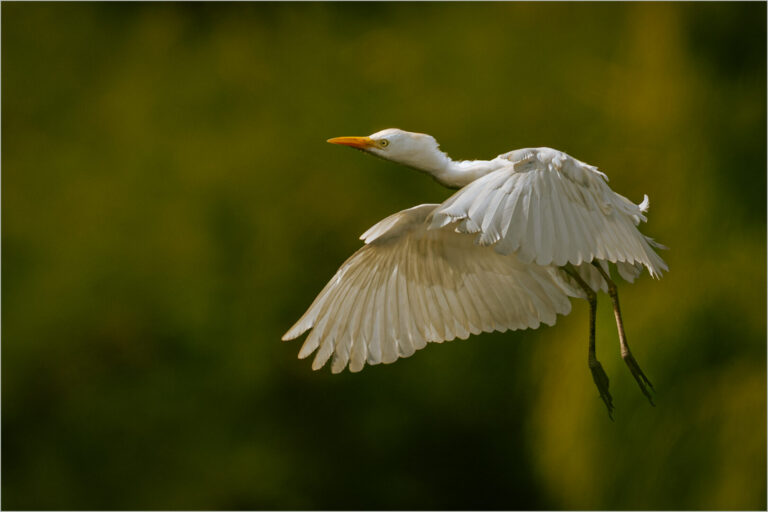Egret in Flight, Ron Cox