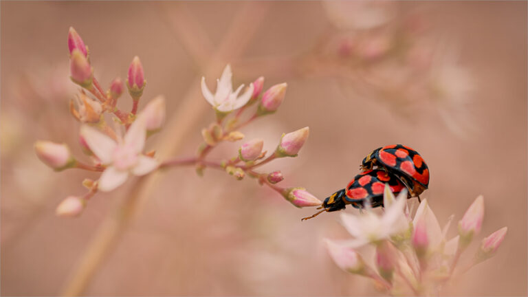 In the Soft Light of Spring, Belinda Ueckermann
