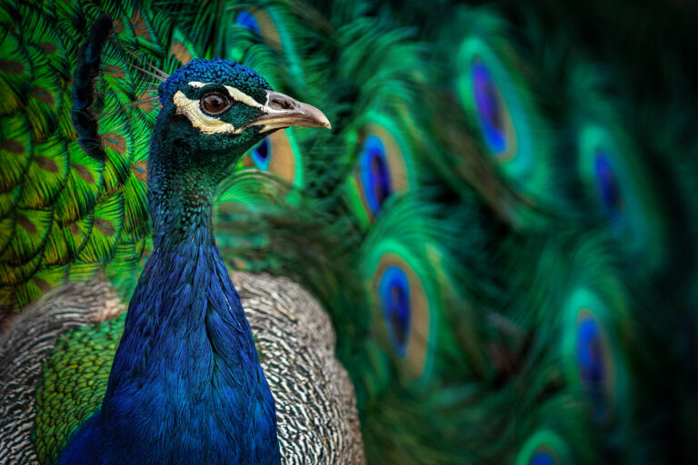My Pride colours, Annaline Werth