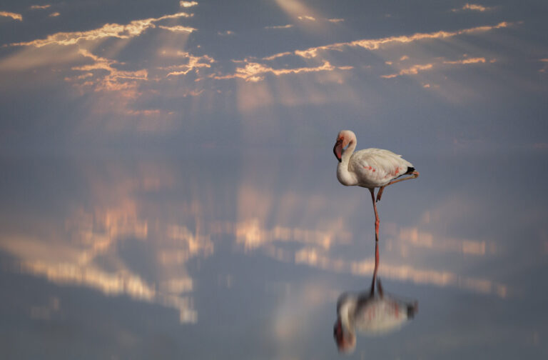 flamingo reflection, Jeanette Smith