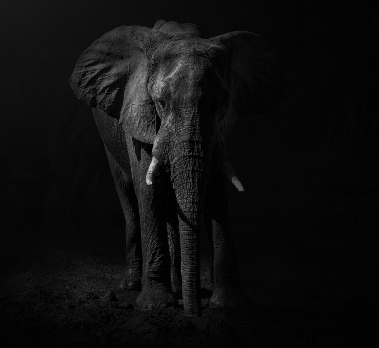 elephant at night bw, Jeanette Smith