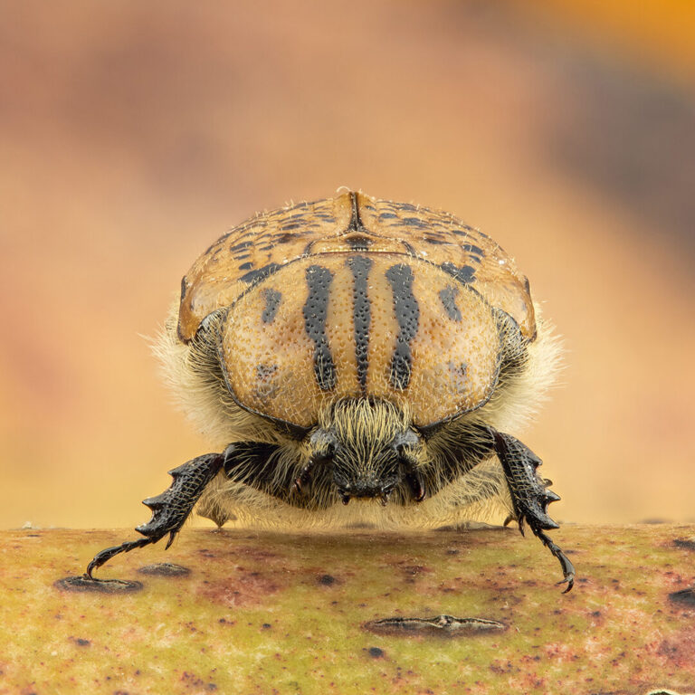 Bumble Beetle, Arnold Bester