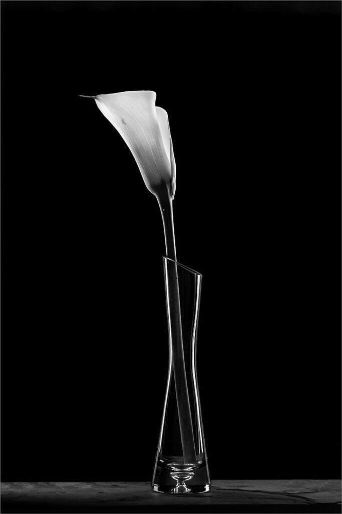 Single Lily