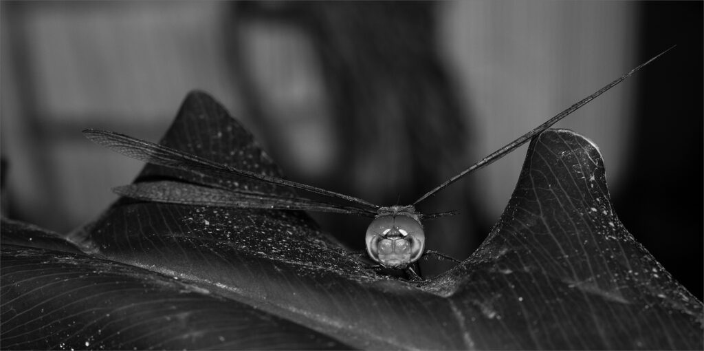 Timing is everything, Andries Francois Botha