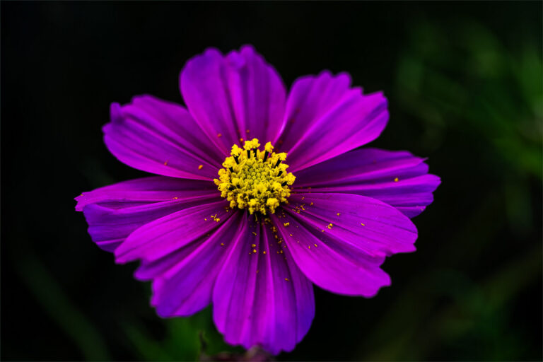 Purple beauty, Elsa Schnetler