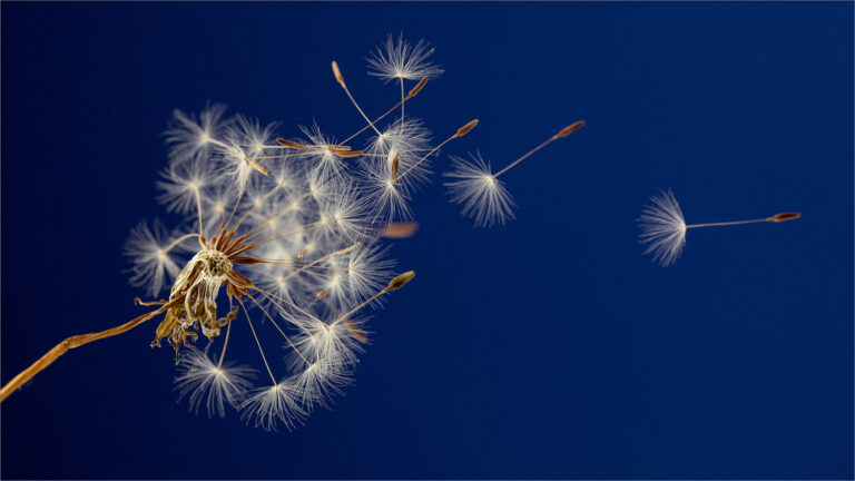 Dandelion blow, Arnold Bester
