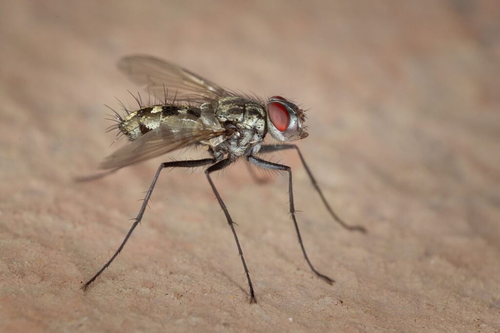 5 Fly on Stone