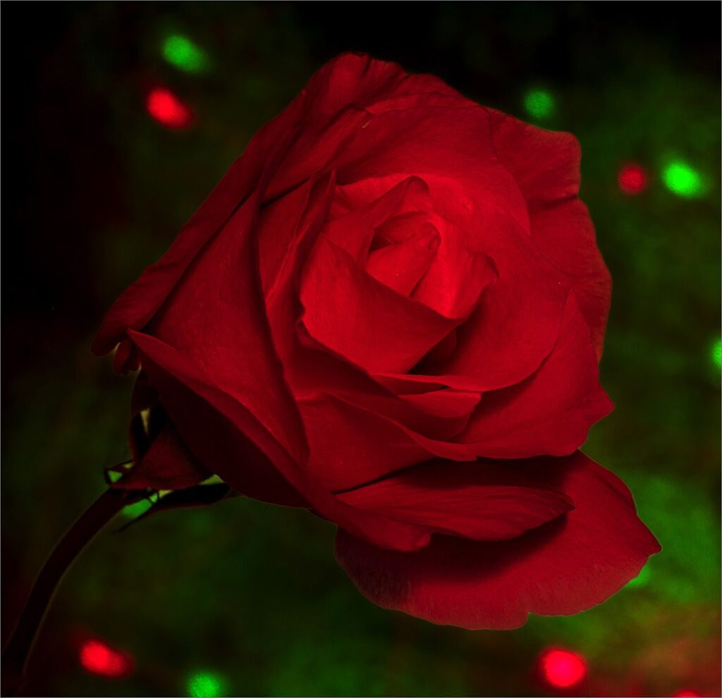 60s Painted Rose