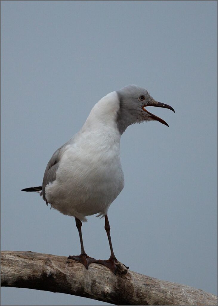 6736