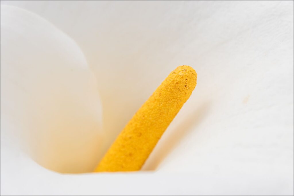A Dash of Yellow