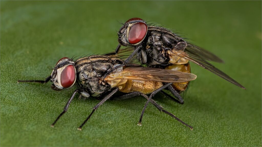 A Fly Affair