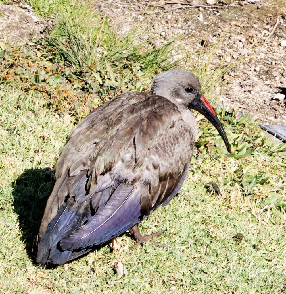 African Alarm Clock