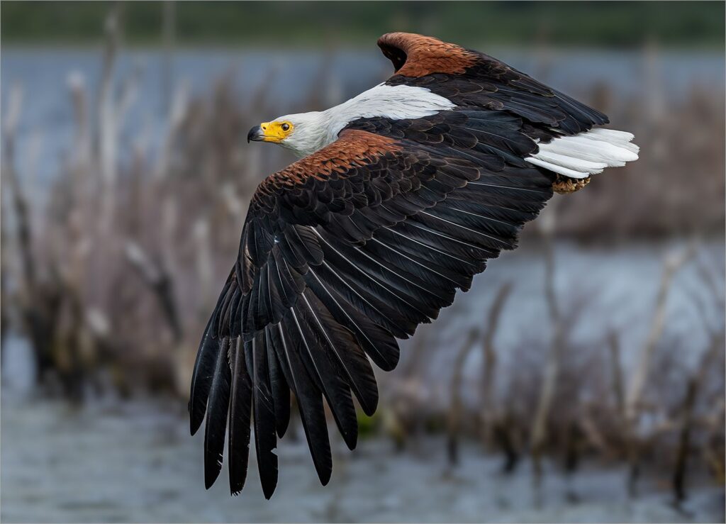 African Fish Eagle in Flight