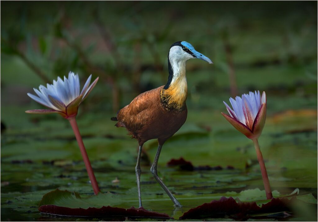 African Jacana
