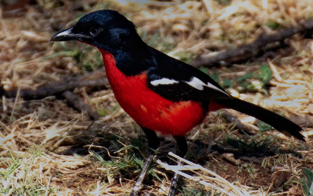 African Jewel