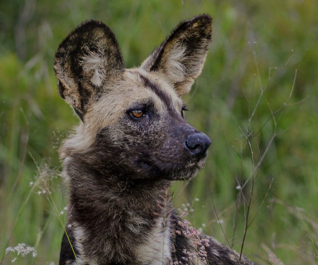 All Ears