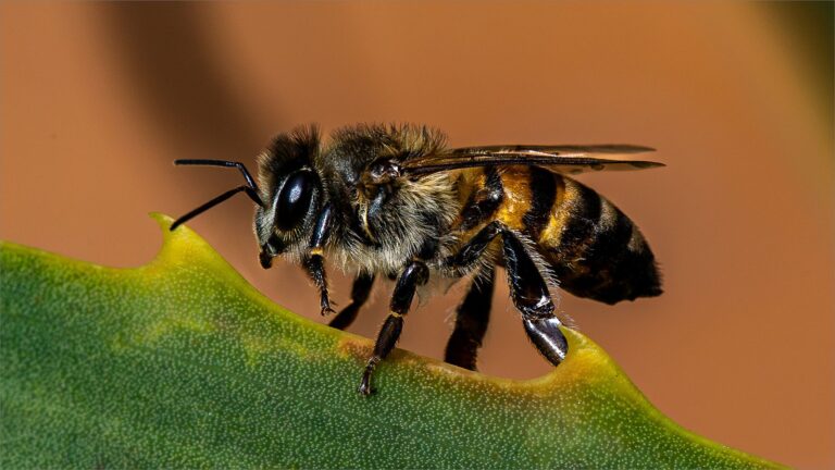 Aloe Bee, Elsa Schnetler