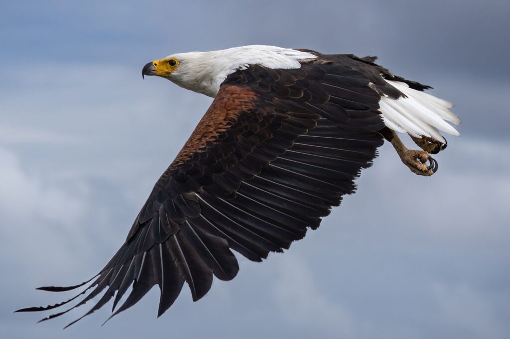 American Pride