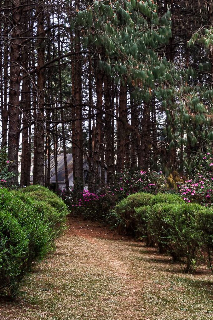 Among the Trees