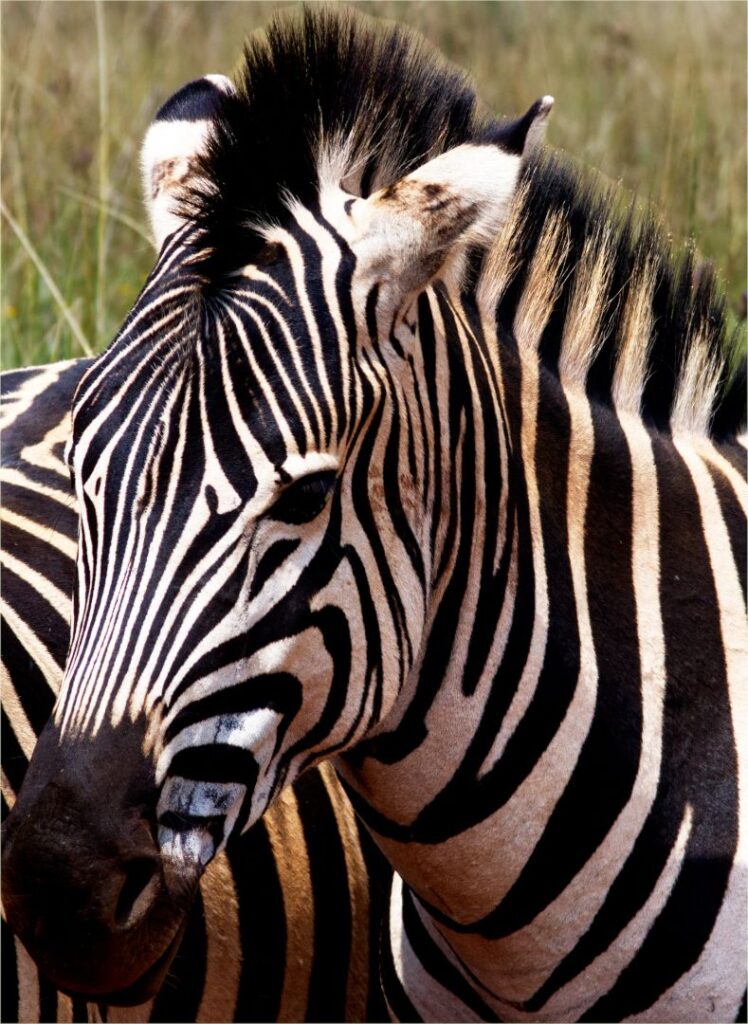 Another Zebra