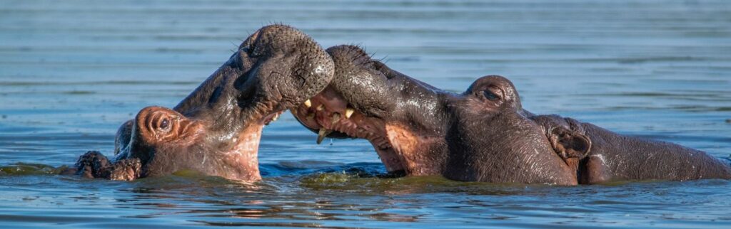 Argy Bargy