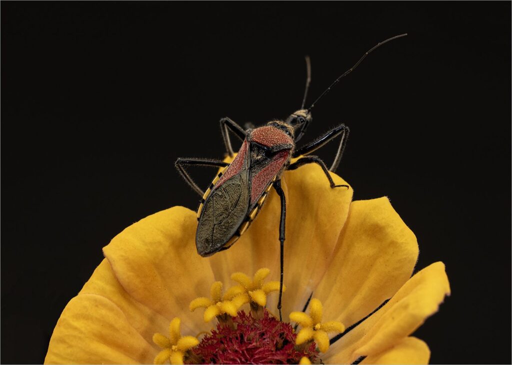 Asssasin bug