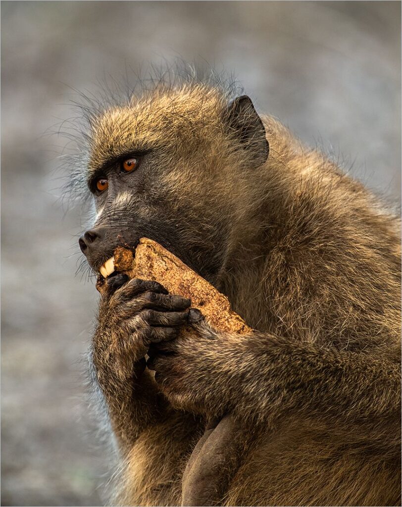 Baboon Snack time