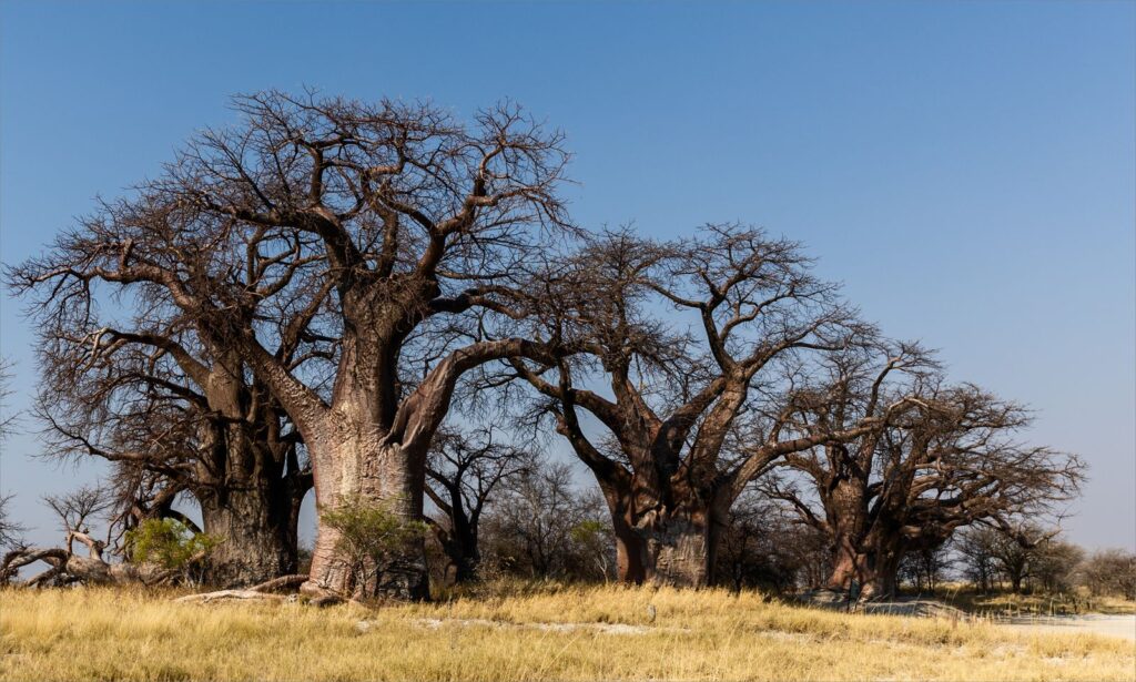 Baines Baobab