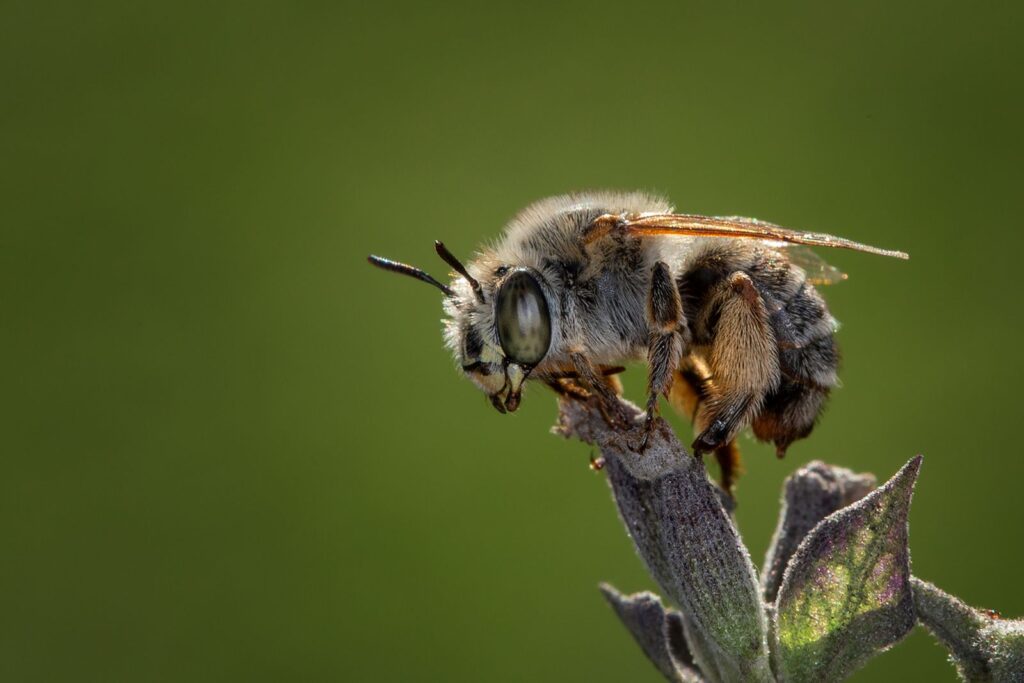Banded bee