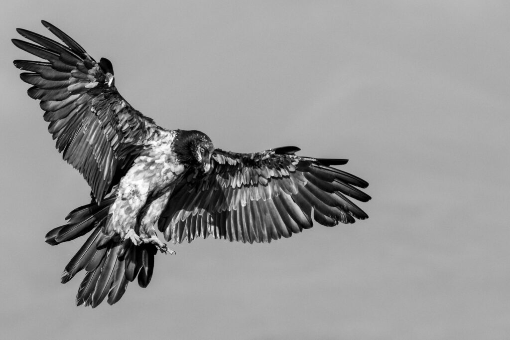 Bearded vulture 1