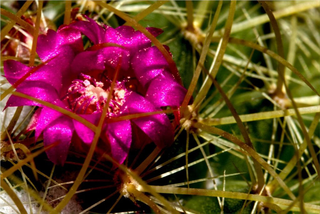 Beauty Among Thorns