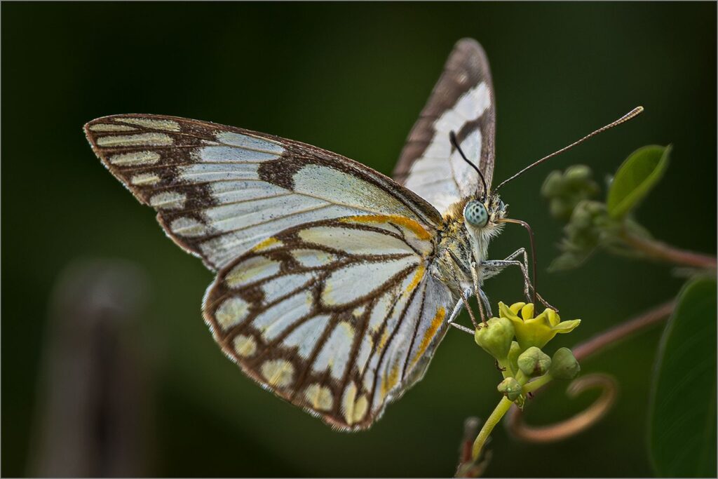 Belenois aurota butterfly