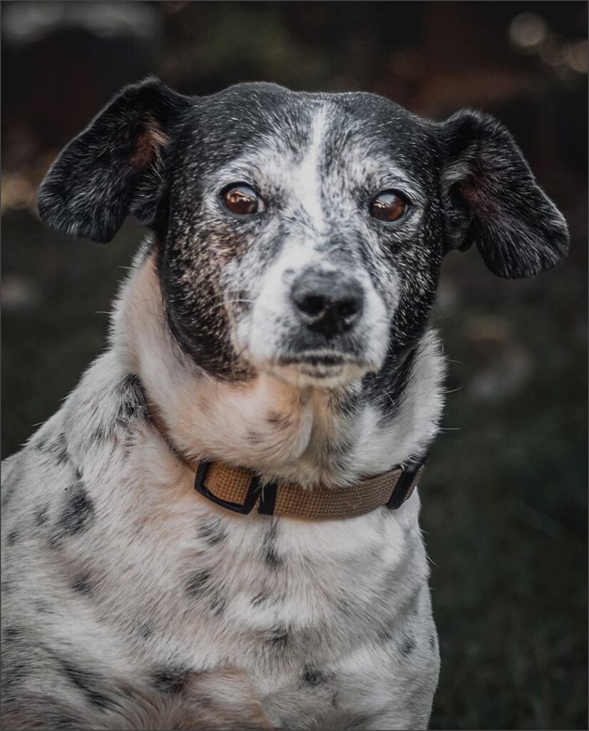 Bella