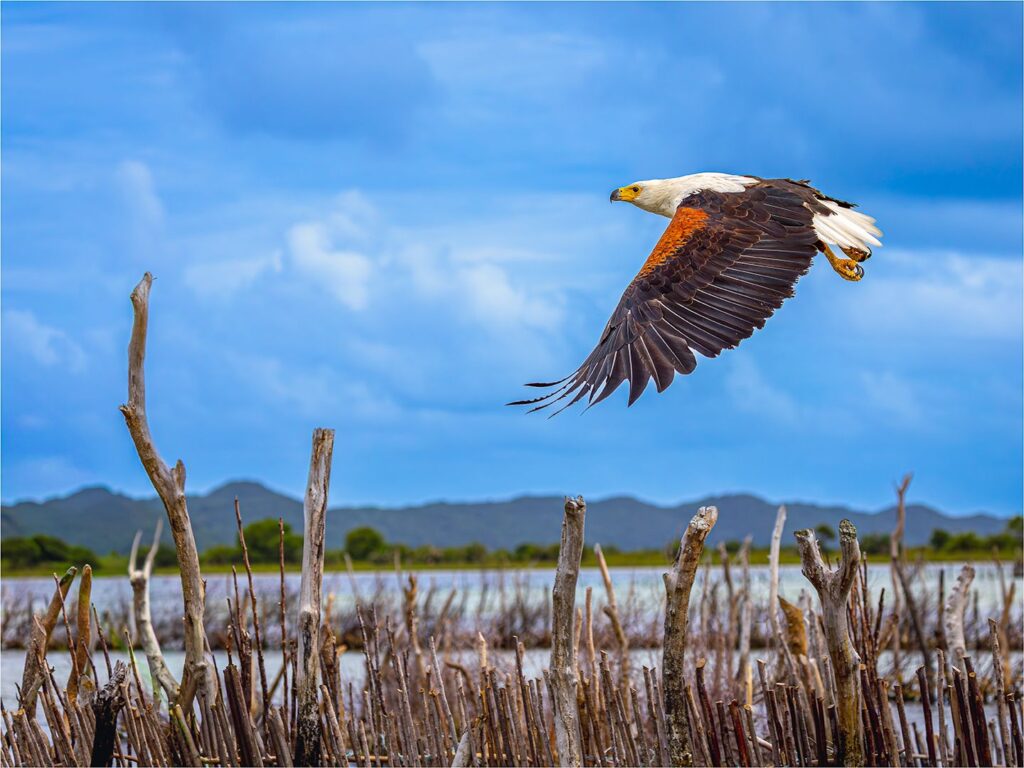 Bird in Flight Edit Challenge