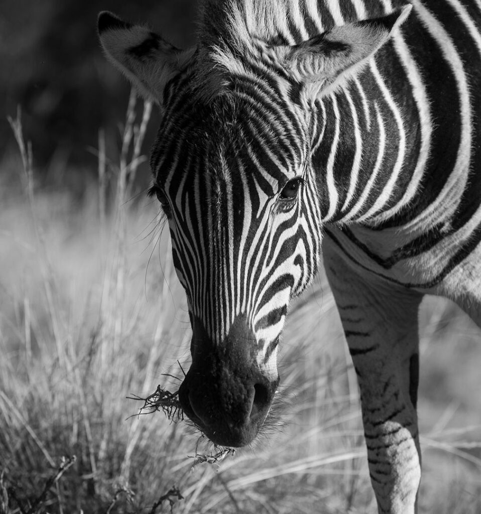 Black and White