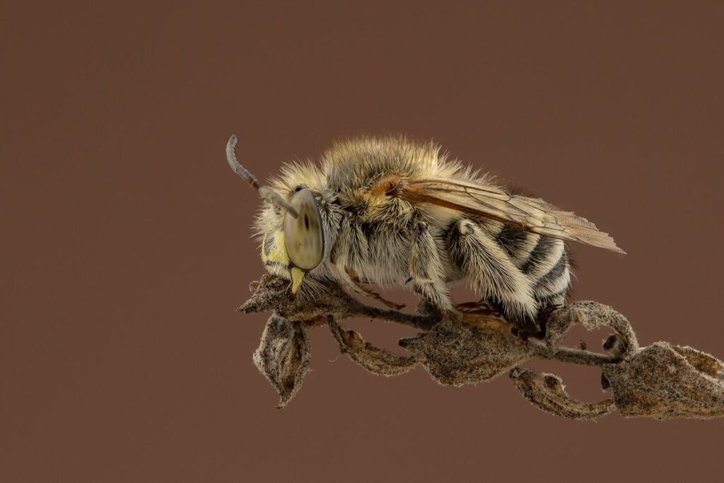 Blue Banded Bee